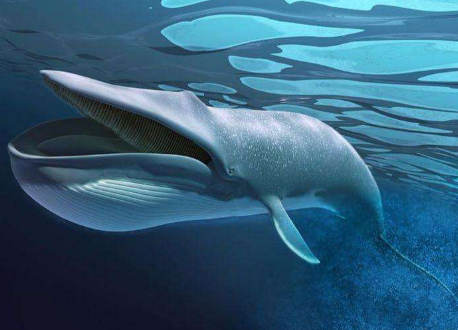 世界上最大的鲸鱼