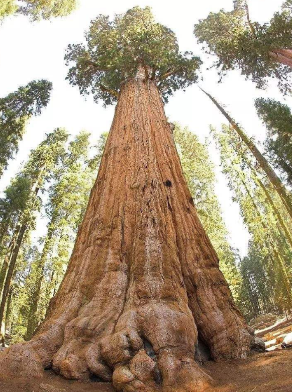 世界上最高的树