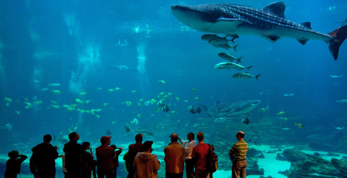 世界上最大的水族馆