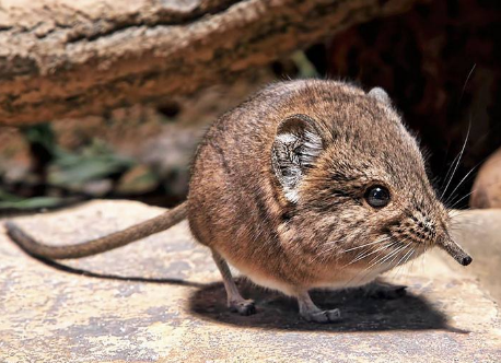 世界上最小的哺乳动物
