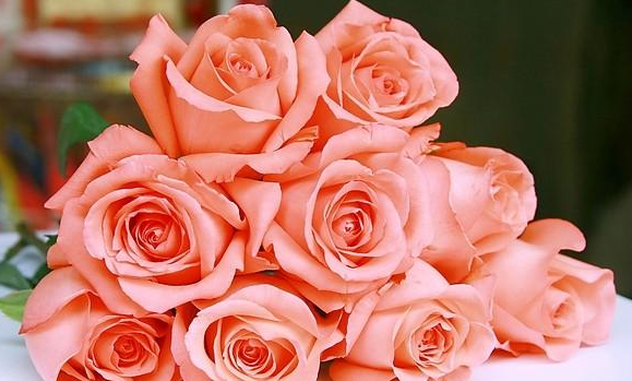 粉玫瑰代表什么