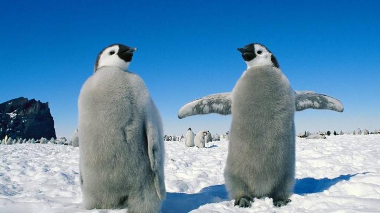 企鹅为什么总是站着