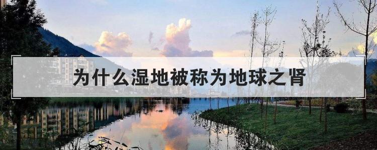 为什么湿地被称为地球之肾