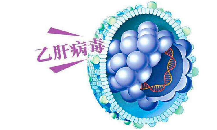 hbv是什么意思