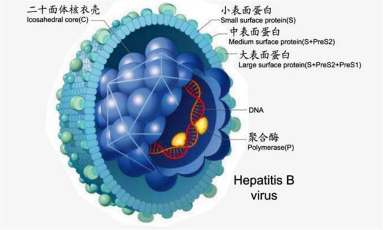 hbv是什么意思
