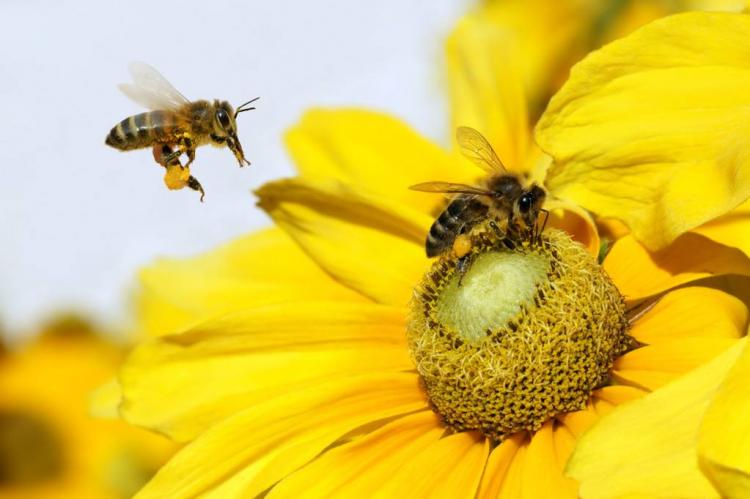 honey是什么意思优质