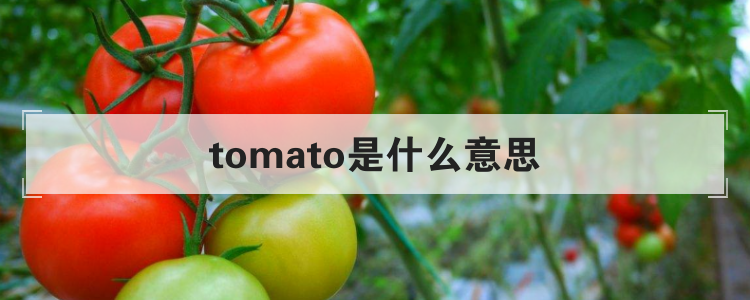 tomato是什么意思