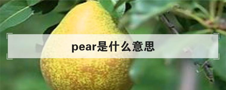 pear是什么意思
