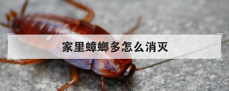 家里蟑螂多怎么消灭