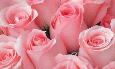 11朵粉红色玫瑰花 3朵香水百合 1朵满天星搭配,它代表着:浪漫的