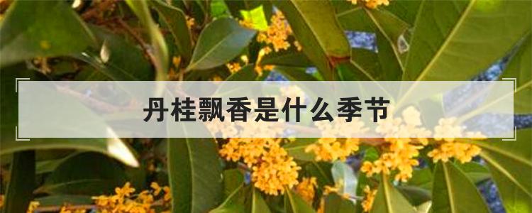 丹桂飘香是什么季节