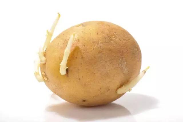 出芽的土豆可以吃吗有毒吗