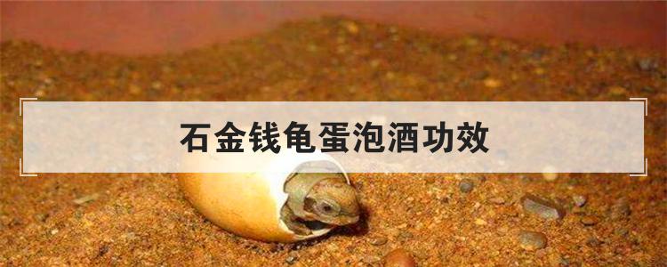石金钱龟蛋泡酒功效