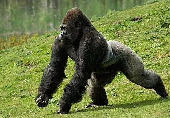 世界上最大的猩猩
