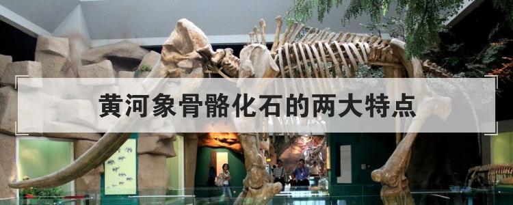 黄河象骨骼化石的两大特点