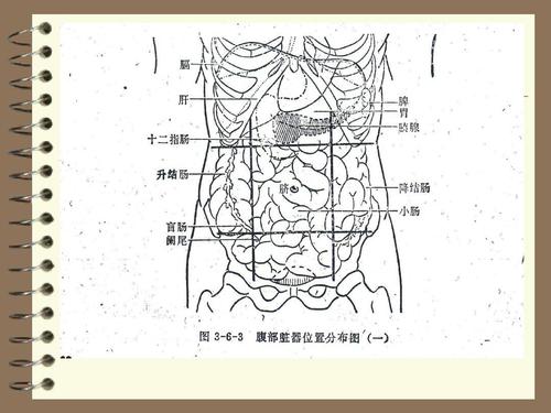 腹部九区的划分优质