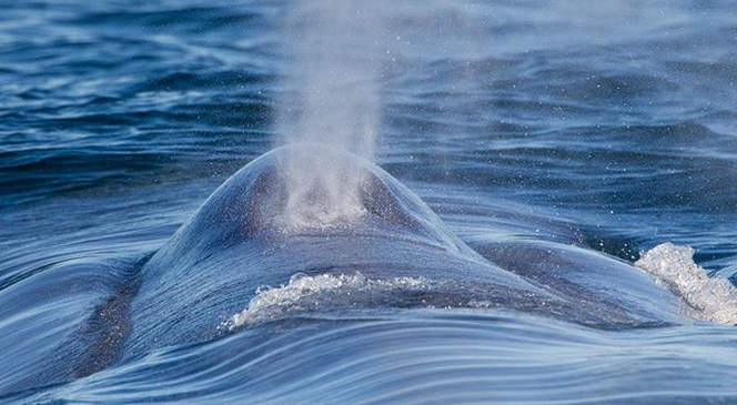 世界上最恐怖的鲸鱼
