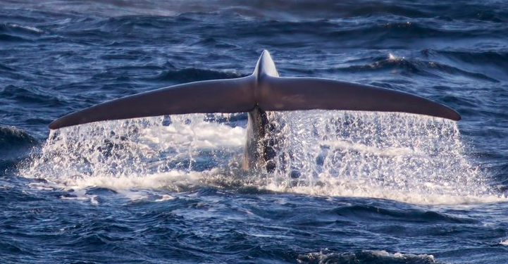 世界上最恐怖的鲸鱼