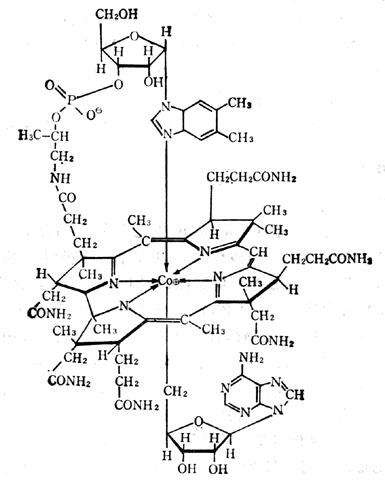 维生素b12的作用及功能主治