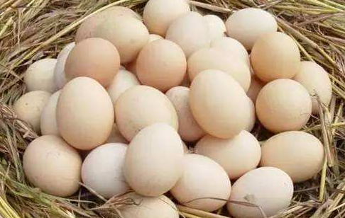 鸡蛋和鹅蛋的营养价值有什么不同