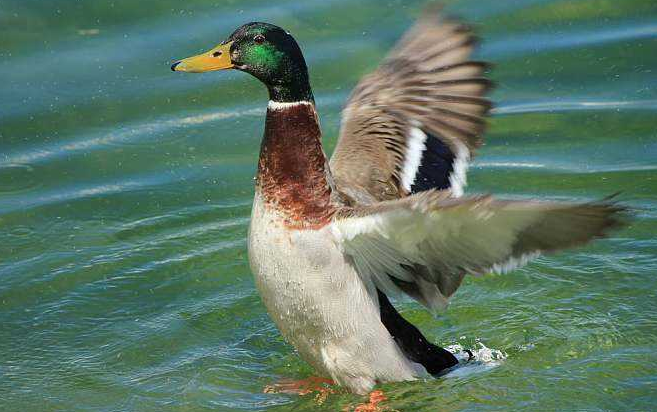 01鸭是雁形目鸭科(anatidae)鸭亚科(anatinae)水禽的统称,或称真鸭.