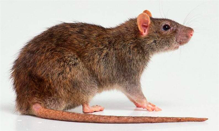 老鼠有毒吗优质