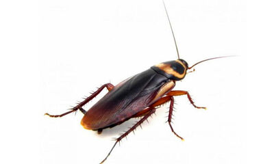 蟑螂死了会招来蟑螂吗