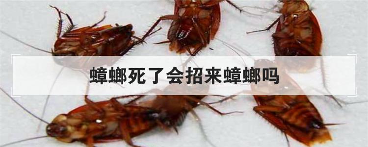 蟑螂死了会招来蟑螂吗