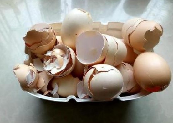 鸡蛋壳能吃吗
