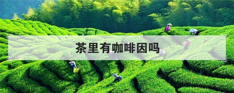 茶里有咖啡因吗