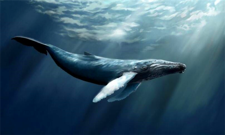 鲸鱼是哺乳动物吗
