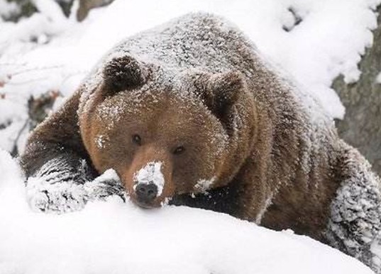 熊冬眠吗