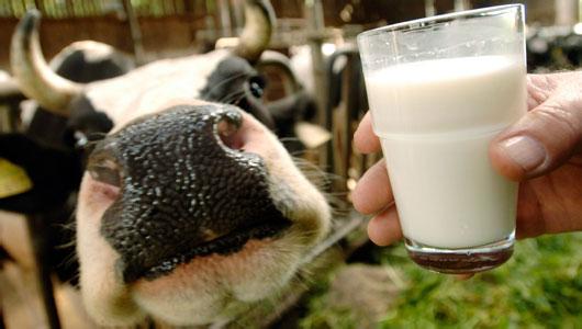 有机生牛乳和生牛乳有什么区别优质