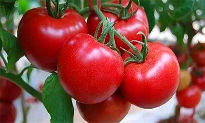 番茄可以生吃吗