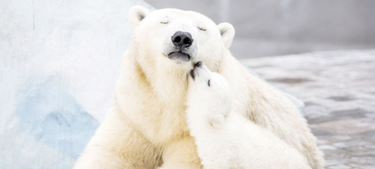 北极熊是不是冷血动物