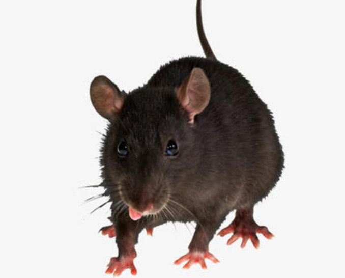 老鼠最喜欢吃什么优质
