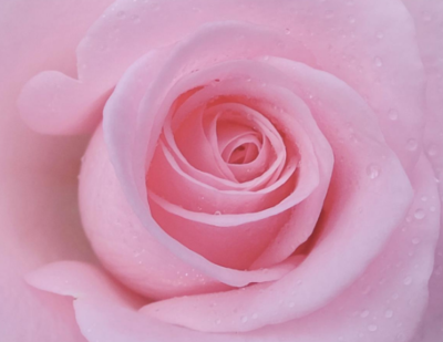 粉色玫瑰的花语是什么
