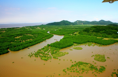 红树林在中国分布的最北地带是