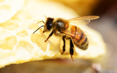 蜂王浆是什么
