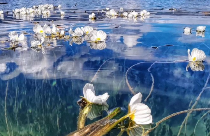 水性杨花是什么意思