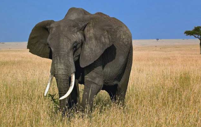 大象的鼻子像什么