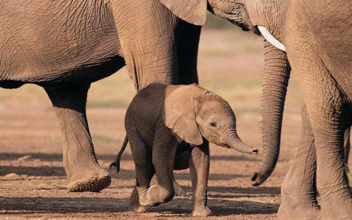 大象的鼻子像什么
