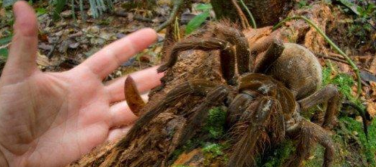 世界上最大的蜘蛛是什么