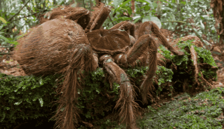 世界上最大的蜘蛛是什么