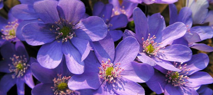 紫罗兰花语是什么