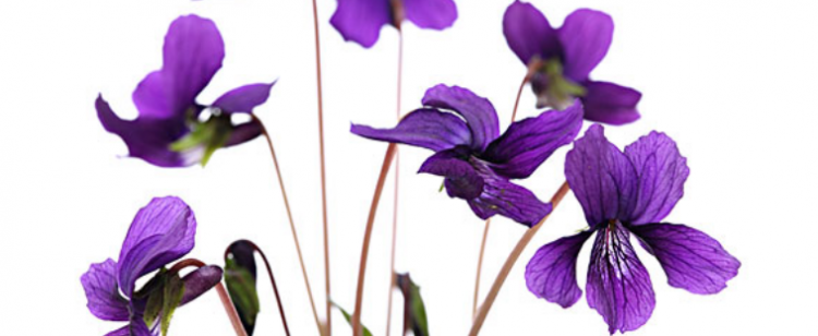 紫罗兰花语是什么