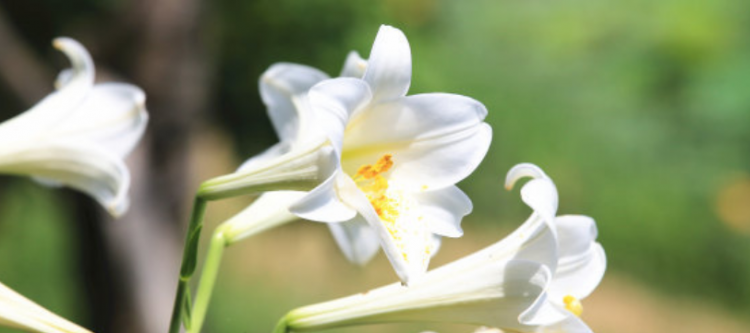 百合花花语是什么？