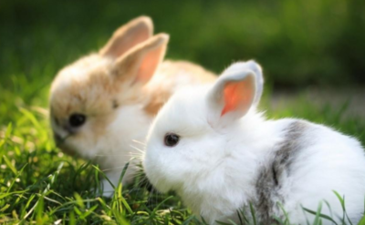 兔子不吃窝边草下一句话是什么