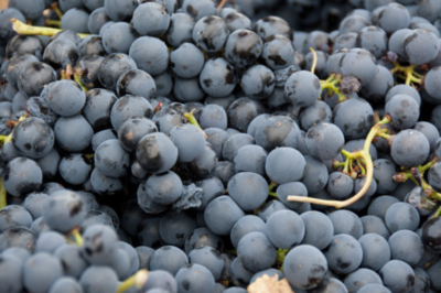巨峰葡萄是什么品种 