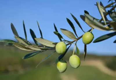 橄榄枝象征着什么意义